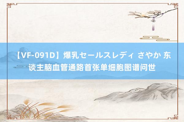 【VF-091D】爆乳セールスレディ さやか 东谈主脑血管通路首张单细胞图谱问世