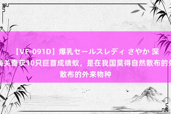 【VF-091D】爆乳セールスレディ さやか 深圳邮局海关查获10只巨首成绩蚁，是在我国莫得自然散布的外来物种